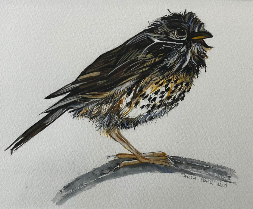 Paula Pohli - 'After His Bath (Mistlethrush)'