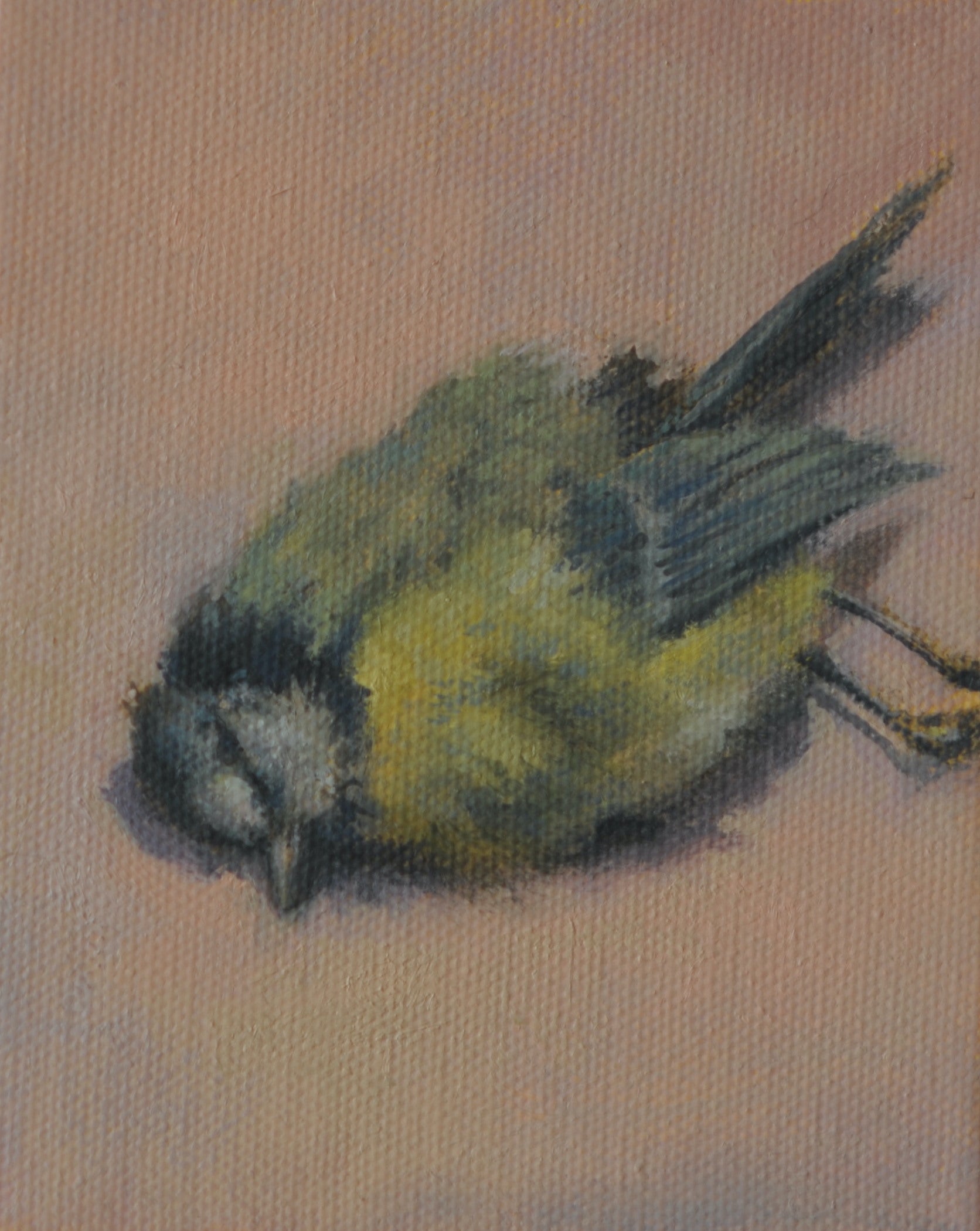 Suzanne Osborne - 'Tiny dead bird'